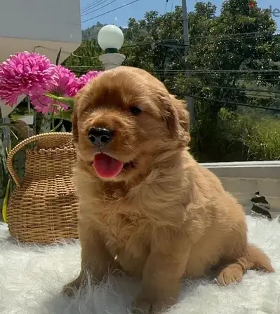 RED Golden Retriever puppy delivery available