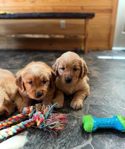 Golden Retriever Red Puppies 0