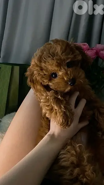 Imported Toy Poodle Puppy Brown DELIVERY