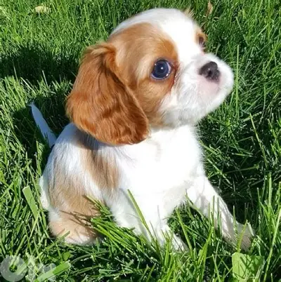 Cavalier King Charles puppy imported Dog Delivery كلاب