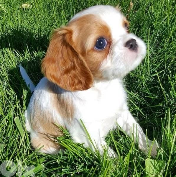 Cavalier King Charles puppy imported Dog Delivery كلاب 0