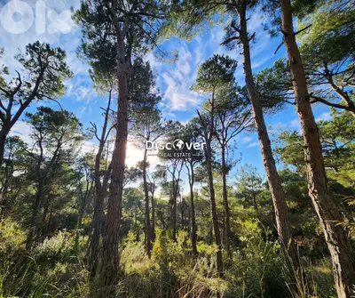 2,015sqm | Land for sale in Chalimar ( Shalimar ) - Baabdat