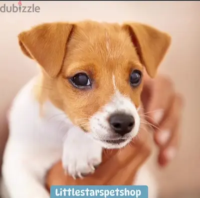 Cutest Jack Russell puppies pure breed available/ Delivery/ Dog/كلب