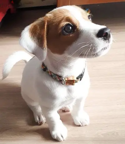 Fun & cute Jack Russell puppies pure breed Dog/Delivery/كلب