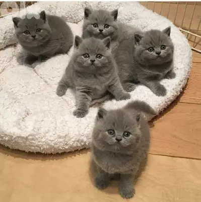 British Shorthair Kitten/Cat/ قطط/High quality/ Delivery