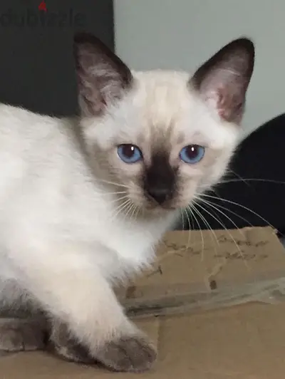 Fluffiest Siamese pure breed kitten available! Cat/Delivery/قطط