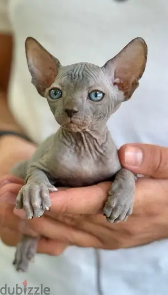 Fascinating Sphynx kitten pure breed / Delivery/ Cat/ قطط