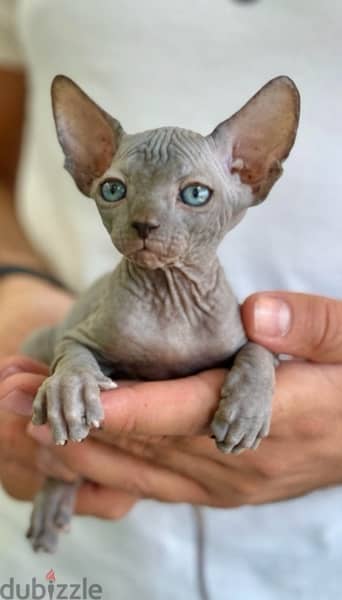 Fascinating Sphynx kitten pure breed / Delivery/ Cat/ قطط 0