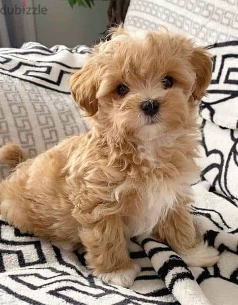 Maltipoo puppies available /dog/كلاب/Delivery/High quality 0
