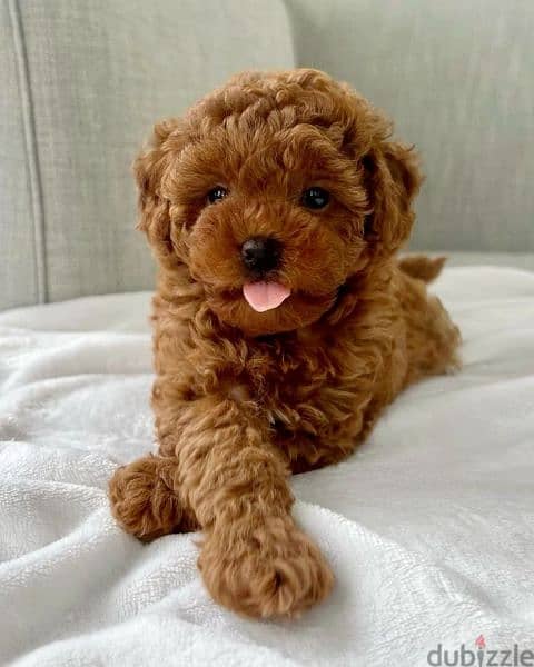 Poodle Puppies Available/Imported/dog/كلاب/High quality 0