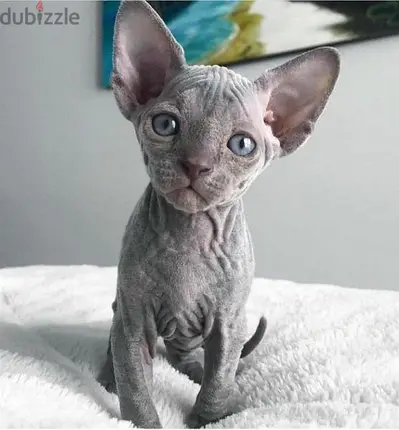 Sphinx pure breed kitten /Available/Cat /قطط/High quality Sphinx pure breed kitten /Available/Cat /قطط/High quality