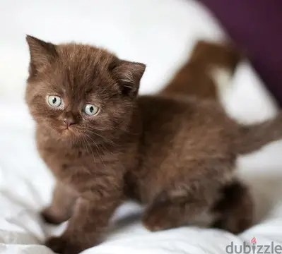 Cutest Chocolate British Short Hair kitten / Cat/ Delivery/ قطط