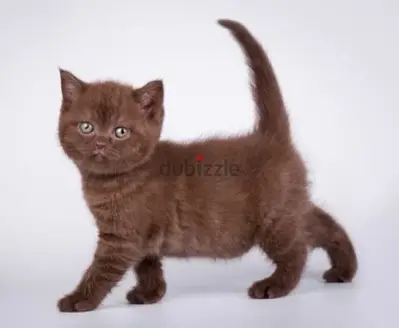 Fluffiest Chocolate British kitten AVAILABLE in shop/delivery Cat/قطط