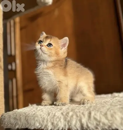 Adorable British Golden Chinchilla kitten pure breed Cat Delivery قطط