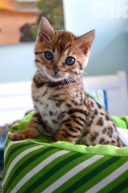 Unique Bengal kitten pure breed Cat قطط 0