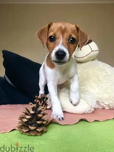 Jack Russell Puppies Available in store / dog كلاب