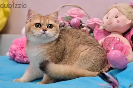 British Shorthair Golden Chinchilla Kitten / cat قطط