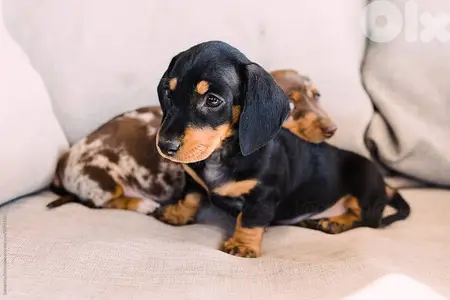 Pure Dachshund Black and Tan Puppies / imported dog كلاب available