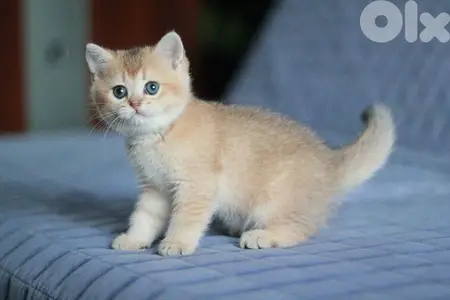 Golden Chinchilla British Kitten / cat قطط
