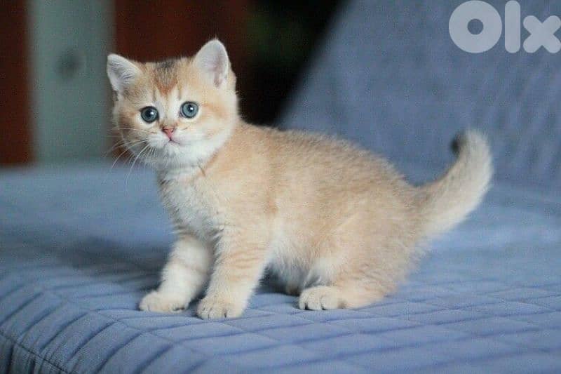 Golden Chinchilla British Kitten / cat قطط 0