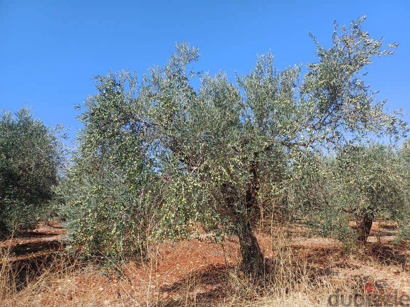 olive oil for sale -  زيت زيتون بكر ممتاز عصرة أكتوبر2025عالبارد 0