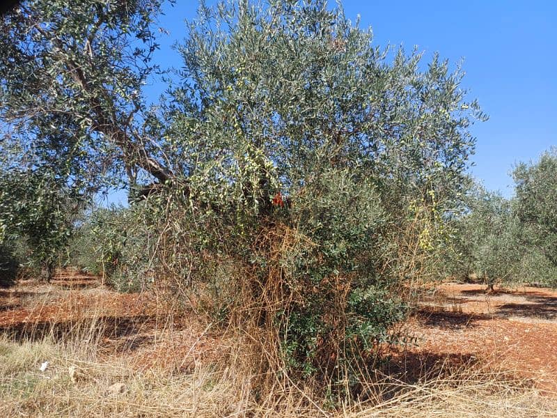 olive oil for sale -  زيت زيتون بكر ممتاز عصرة أكتوبر2025عالبارد 1