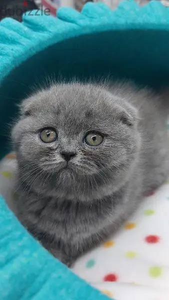 Scottish fold kitten/cat /قطط/Available/Delivery