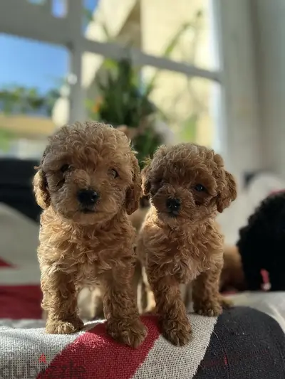 toy poodle Puppy imported