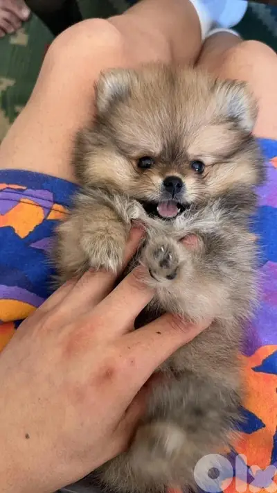 Pomeranian Spitz puppy brown imported Delivery Dog كاتب