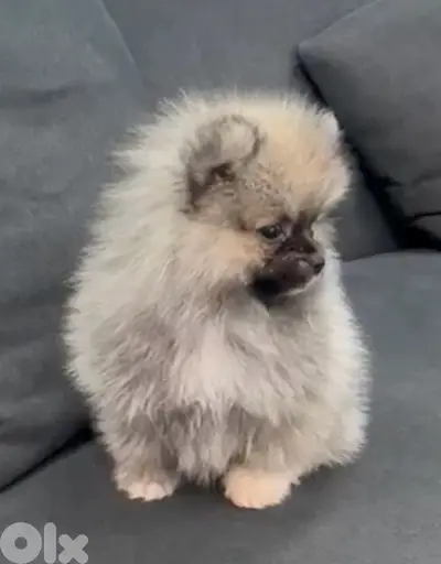 Pomeranian teacup puppy pure breed imported Delivery Dog كلاب