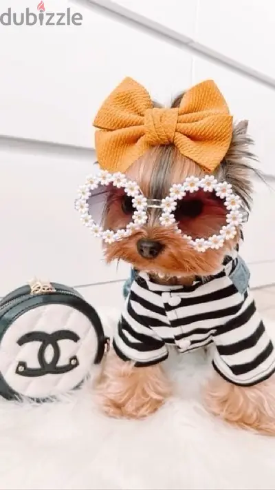 Cutest mini Yorkshire pure breed puppy imported Delivery Dog كلاب