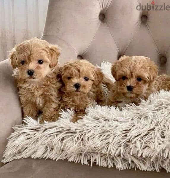 Maltipoo Puppies available/Dog/كلاب/Delivery 0