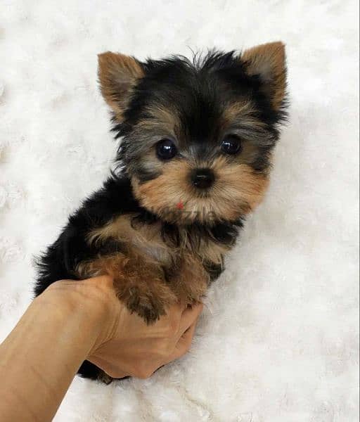 Yorkshire puppies available - High Quality 0
