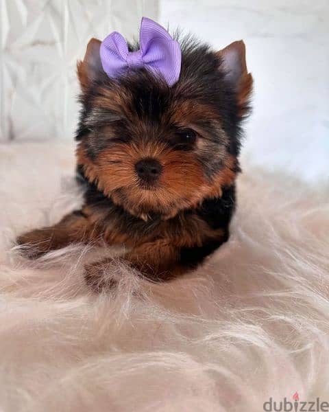Yorkshire puppies available/Dog/كلاب/Delivery 0