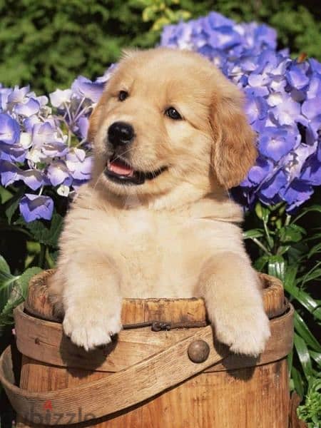 Golden Retriever Puppies Available/ Dog /كلاب 0