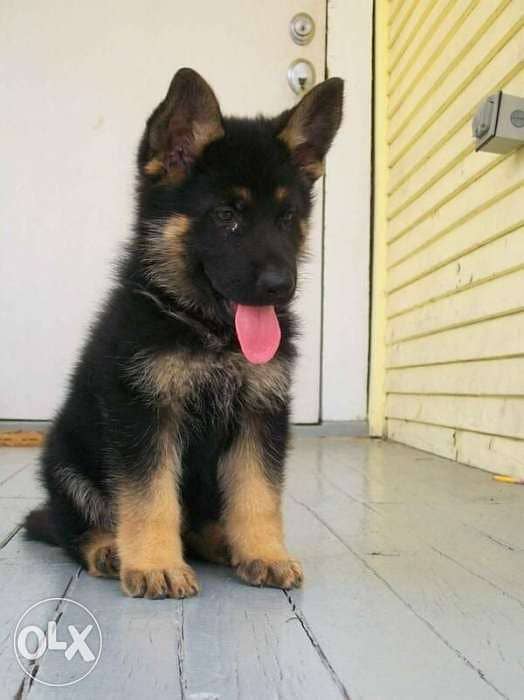German Shepherd Showline Puppies in Store/ dog كلاب 0