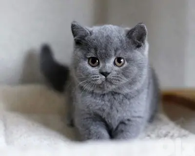British short hair kitten /Cat/قطط/Available