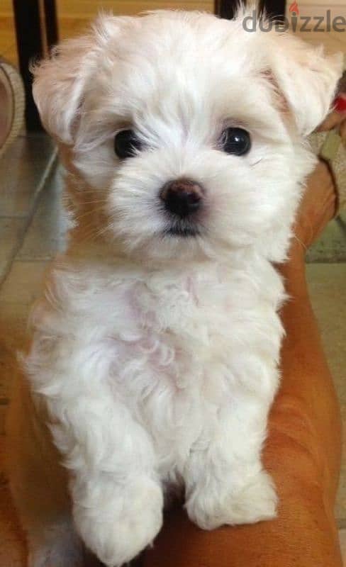 Bichon puppies available/Dog/كلاب/Delivery 0