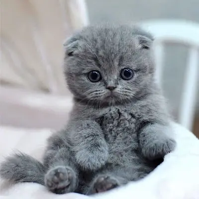 High quality breed Scottish Fold grey kitten! قطط هر