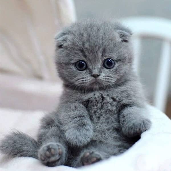 High quality breed Scottish Fold grey kitten! قطط هر 0