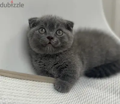 Scottish Fold Kitten Delivery