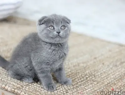 Scottish Fold Blue kitten