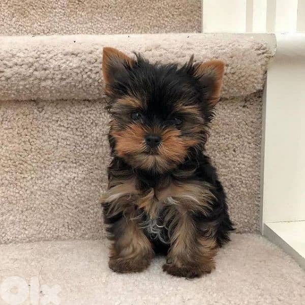 Yorkshire Teacup  Puppies Available/ Dog / كلاب / Imported 0