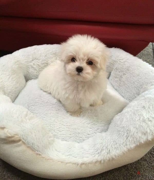 Bichon Puppies Available/Dog/كلاب/Delivery 0