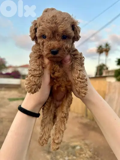 Toy Poodle puppy available DELIVERY TOO