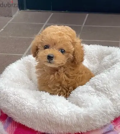 Toy Poodle Imported DELIVERY available