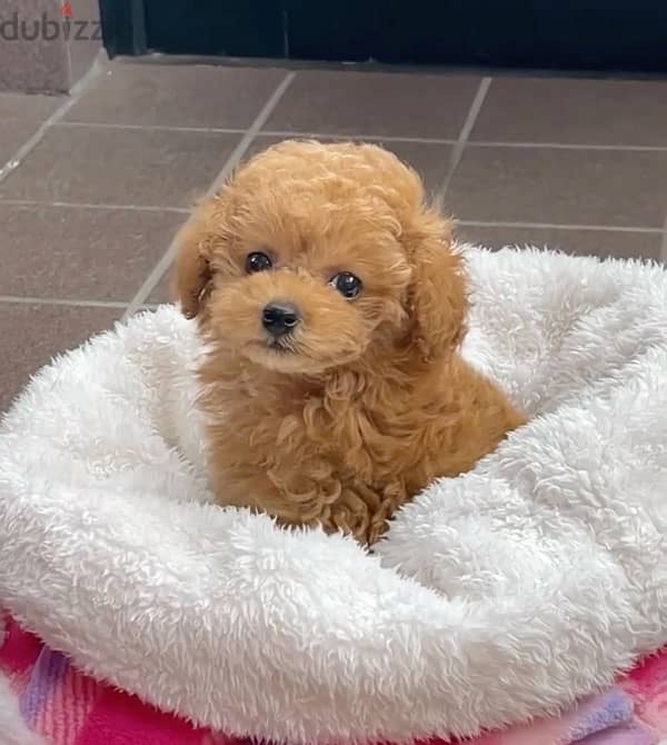 Toy Poodle Imported DELIVERY available 0