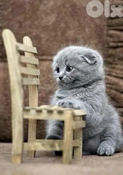 Available now!! Scottish Fold grey kitten! DELIVERY قطط available