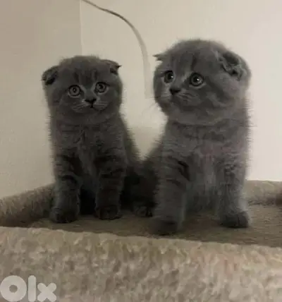 Available now!! High quality breed Scottish Fold grey kitten! قطط هر