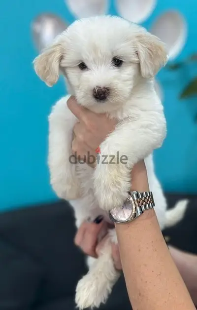 Cutest Bichon puppy Available pure breed Dog Delivery كلب كلاب جرو